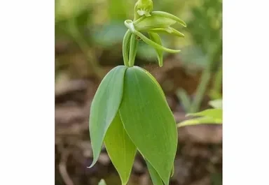 Vermontta joıylyp bara jatqan orhıdeıa tabyldy